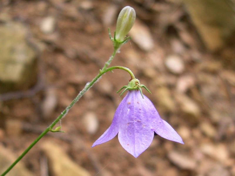 Campanula sabatia. / Campanula di Savona